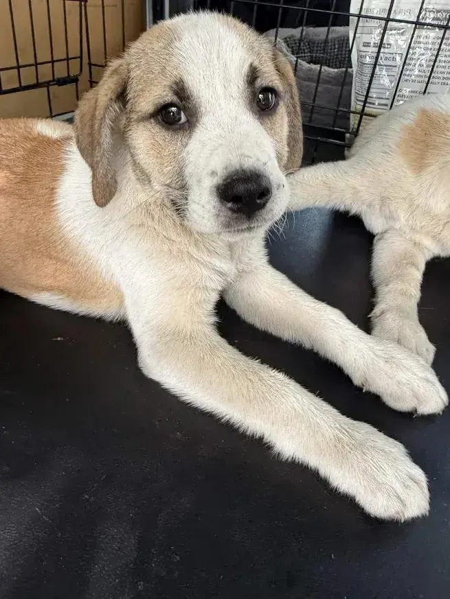 A baby medium-sized female Mixed Breed dog named Margo for adoption in Grand Rapids, MI