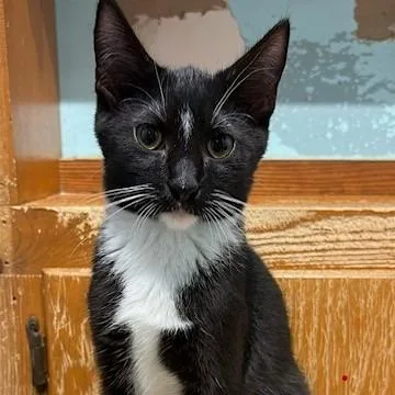 A baby small-sized male Domestic Short Hair cat named Tanner for adoption in Monticello, IL