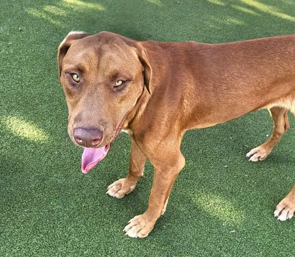 An adult large-sized male Labrador Retriever dog named Nico for adoption in Austin, TX