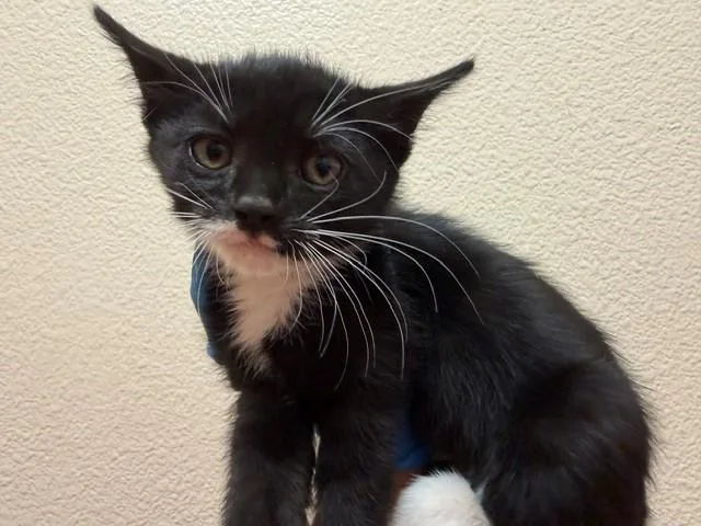 A baby small-sized female Domestic Short Hair cat named Sally for adoption in Fairfield, CA
