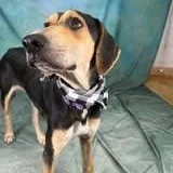 An adult medium-sized female Hound dog named Beth for adoption in Defuniak Springs, FL