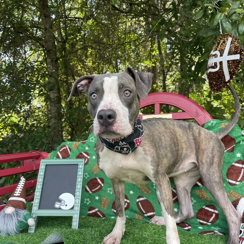 A baby medium-sized female American Staffordshire Terrier dog named Merida for adoption in Sebring, FL