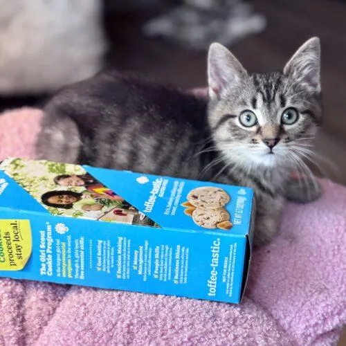A baby small-sized female Tabby (Brown / Chocolate) Domestic Medium Hair cat named Toffeetastic for adoption in Fishers, IN