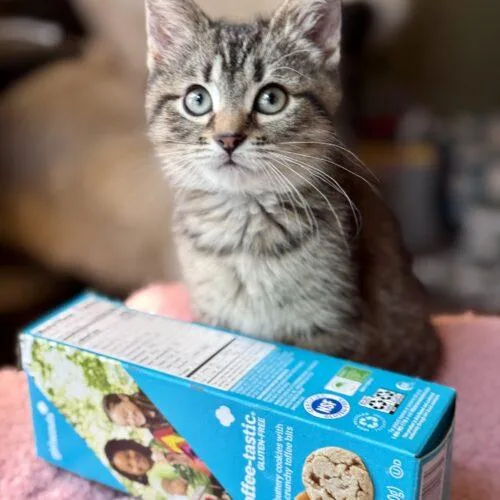 Toffeetastic thumbnail 2