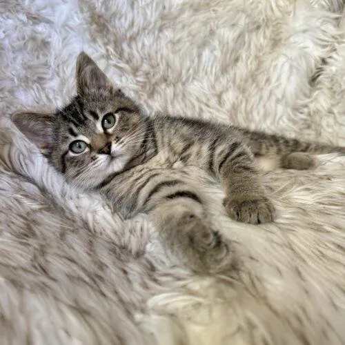 Toffeetastic thumbnail 3