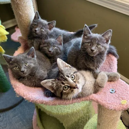 Toffeetastic thumbnail 4