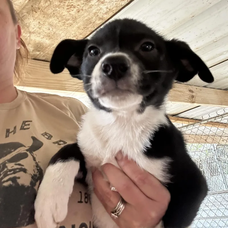 A young medium-sized female Black Border Collie dog named Ginger for adoption in Pine Bluff, AR