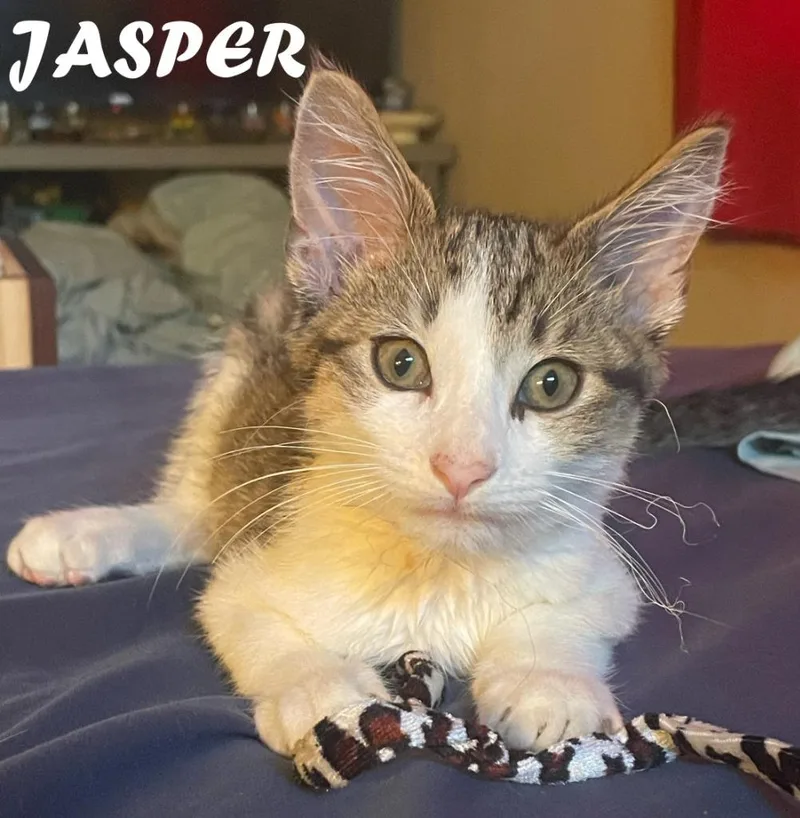 A baby medium-sized male Domestic Short Hair cat named Jasper for adoption in Owatonna, MN
