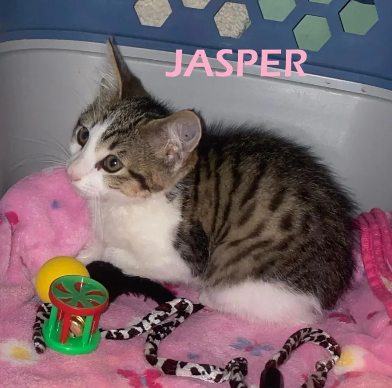 Jasper thumbnail 3