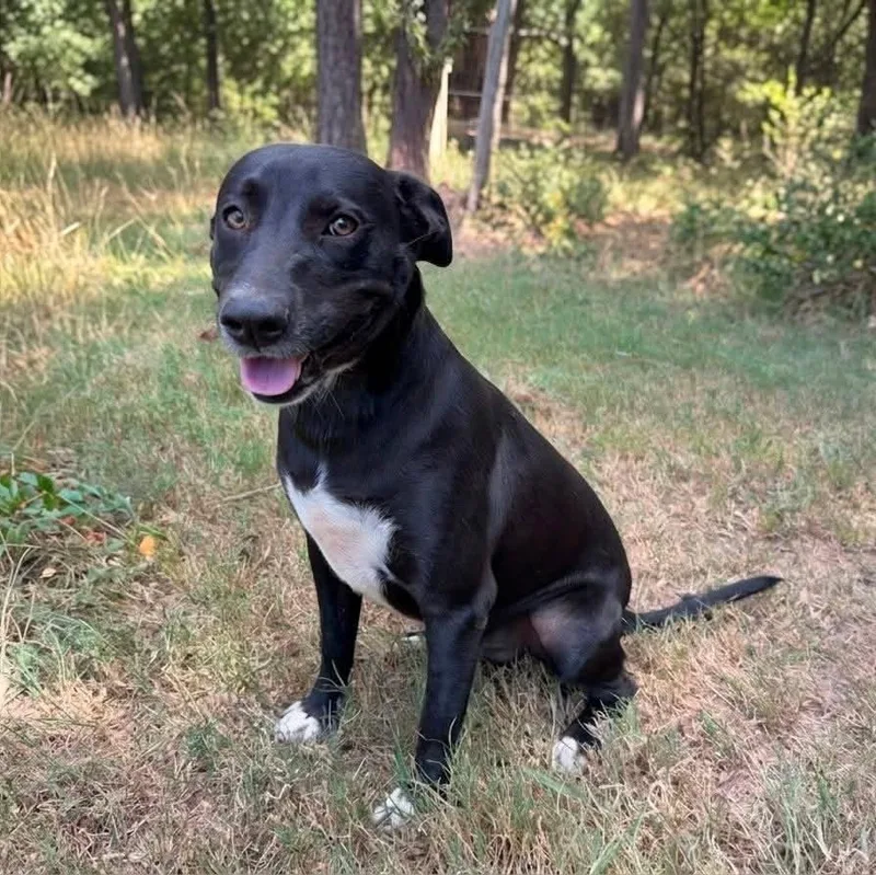 Simon