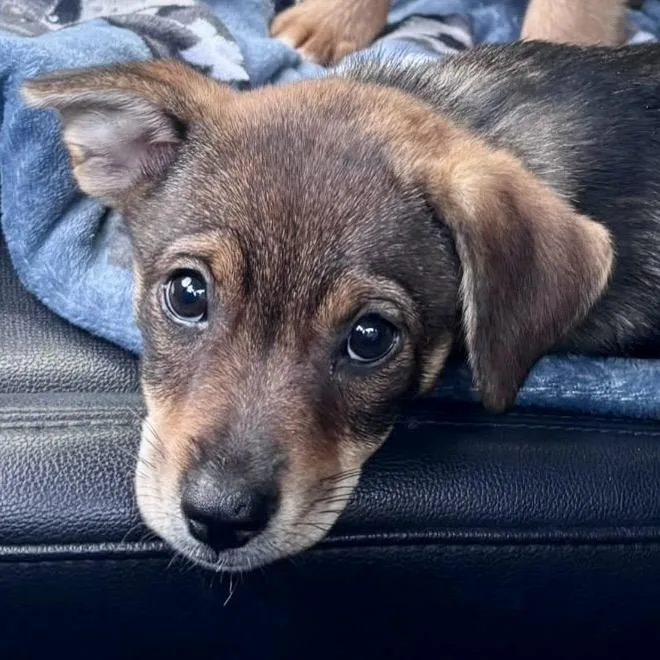 A baby medium-sized female Beagle dog named Kira Puppy for adoption in Lake Hopatcong, NJ