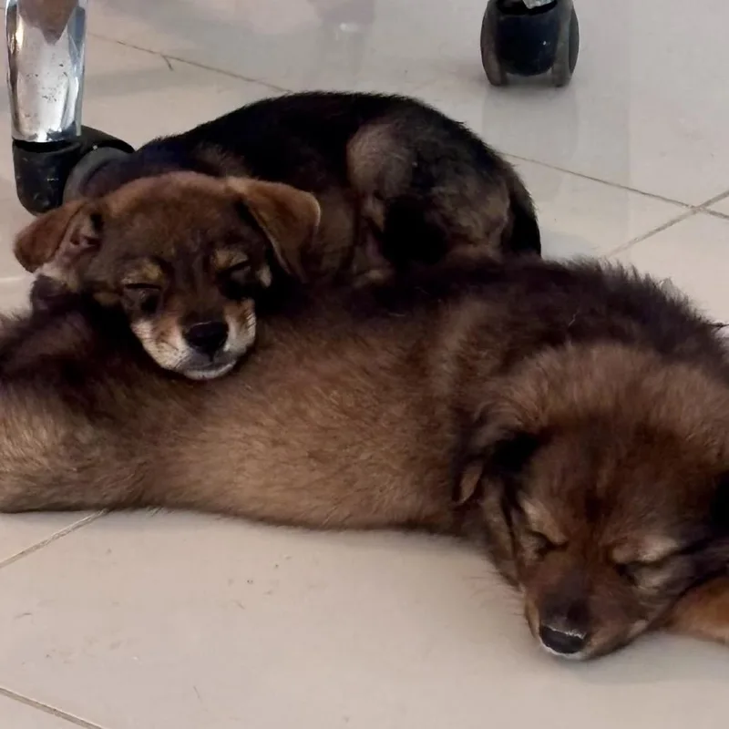 Kira Puppy thumbnail 2