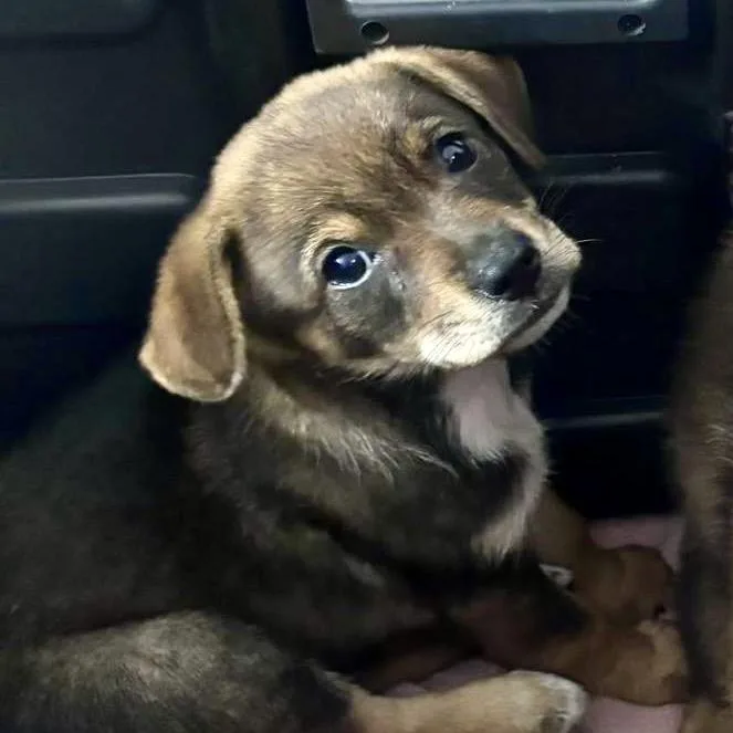 Kira Puppy thumbnail 3