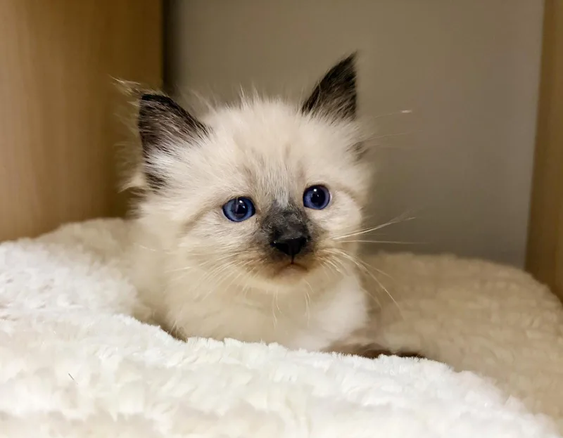 A baby medium-sized male Buff / Tan / Fawn Domestic Medium Hair cat named Cody Bonded with for adoption in Fremont, CA