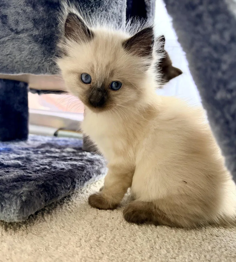 Cody  Bonded with thumbnail 2