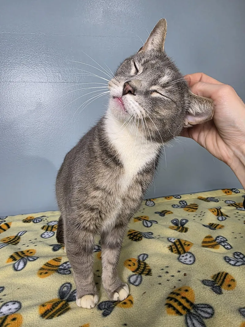 Purrtrick thumbnail 3