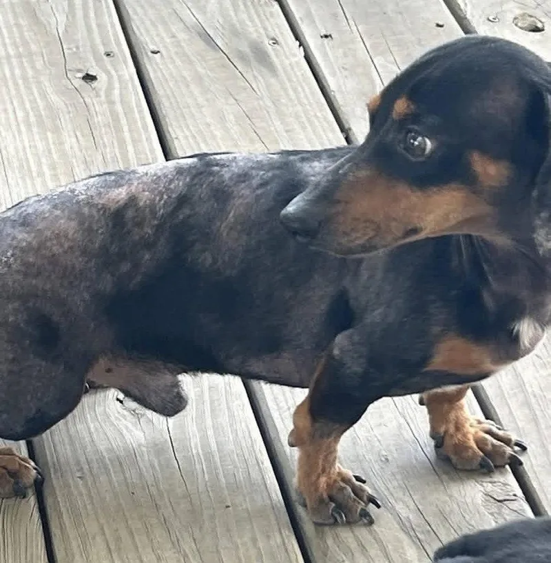 An adult small-sized male Dachshund dog named Prospect Pete La for adoption in Boonton, NJ