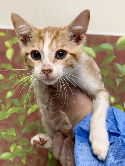 A young small-sized male Domestic Short Hair cat named Nick for adoption in San Antonio, TX