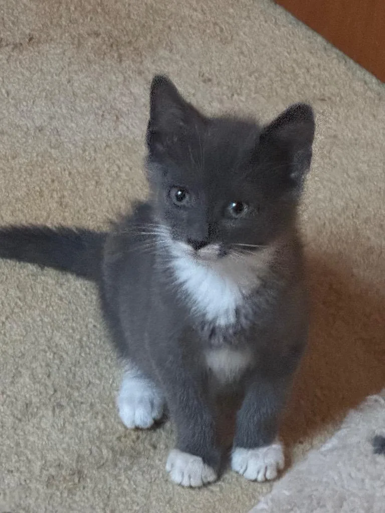 A baby small-sized male American Shorthair cat named Linus for adoption in Hagaman, NY