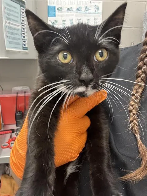 A baby small-sized female Domestic Short Hair cat named Momma for adoption in Indianapolis, IN