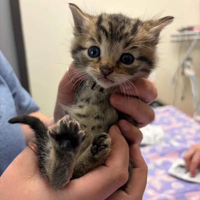 A baby small-sized male Brown / Chocolate Domestic Short Hair cat named Hot Tamale for adoption in Red House, WV