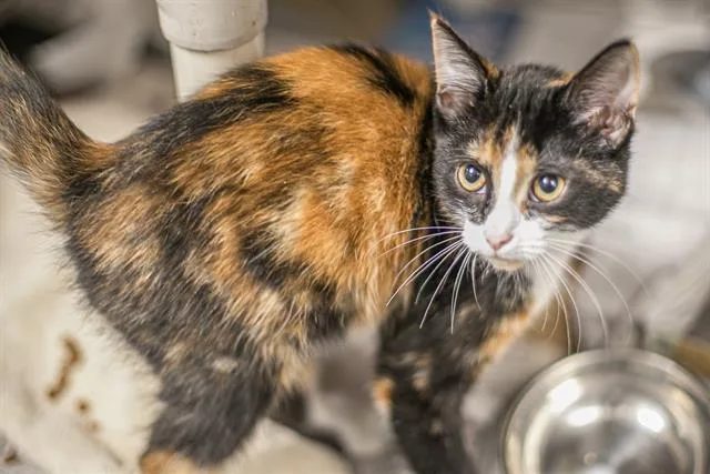 A baby small-sized female Domestic Long Hair cat named Mystic for adoption in Charlotte, NC