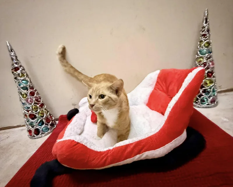 A young medium-sized male Domestic Short Hair cat named Charlie for adoption in Terre Haute, IN