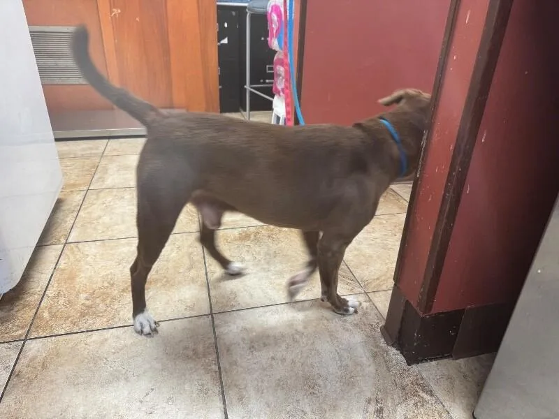 An adult large-sized male Brown / Chocolate Mixed Breed dog named Connor for adoption in Cincinnati, OH
