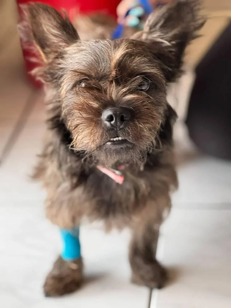 A young small-sized male Tricolor (Brown, Black, & White) Terrier dog named Frankie Chui Chui for adoption in North Reading, MA