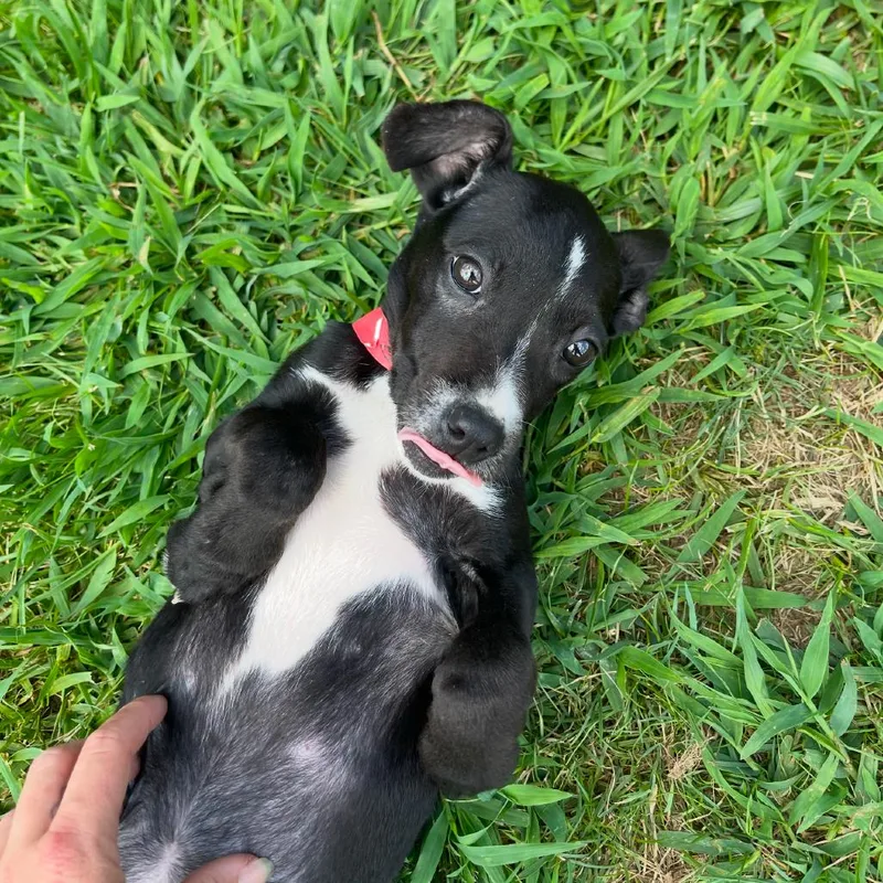 Pinky Pie thumbnail 2