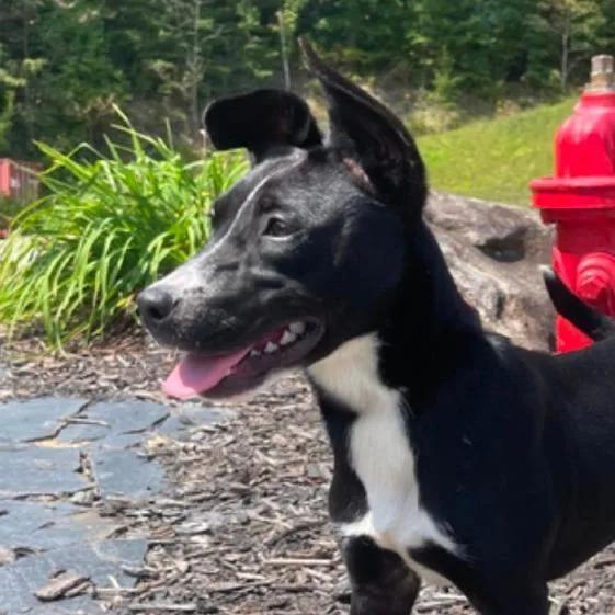 Pinky Pie thumbnail 4