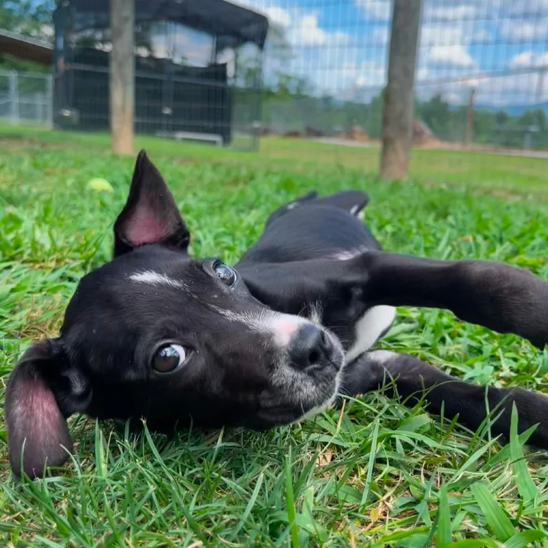 Pinky Pie thumbnail 5