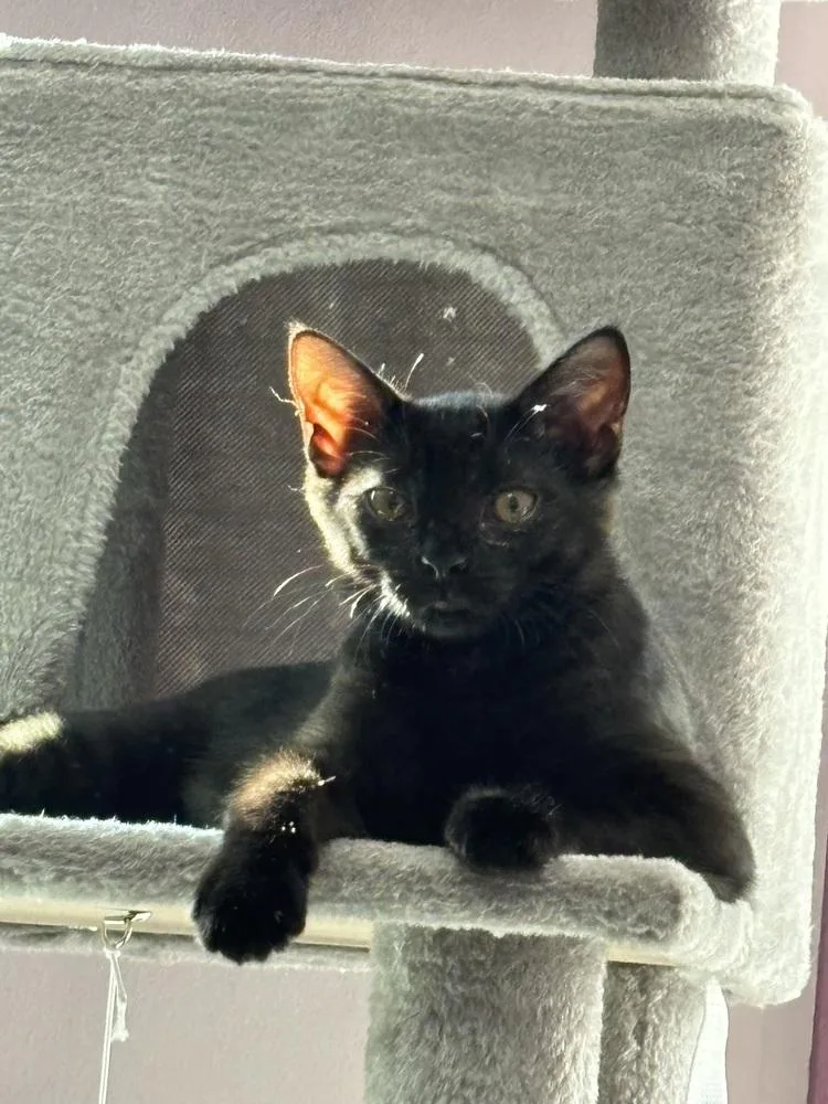 A baby small-sized female Black Domestic Short Hair cat named Licorice for adoption in West Mifflin, PA