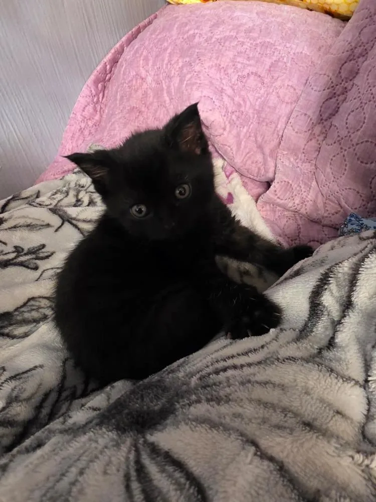 Licorice thumbnail 2