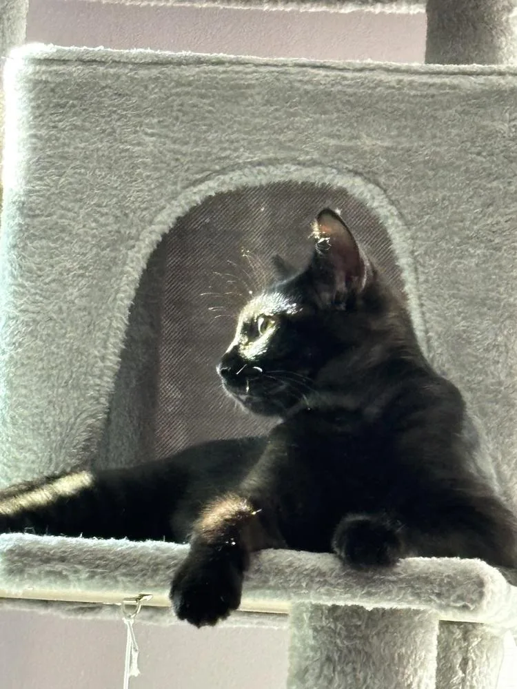 Licorice thumbnail 5