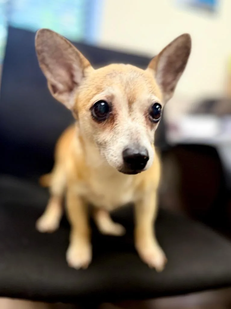 A senior small-sized female Chihuahua dog named Baby Girl for adoption in Muskegon, MI