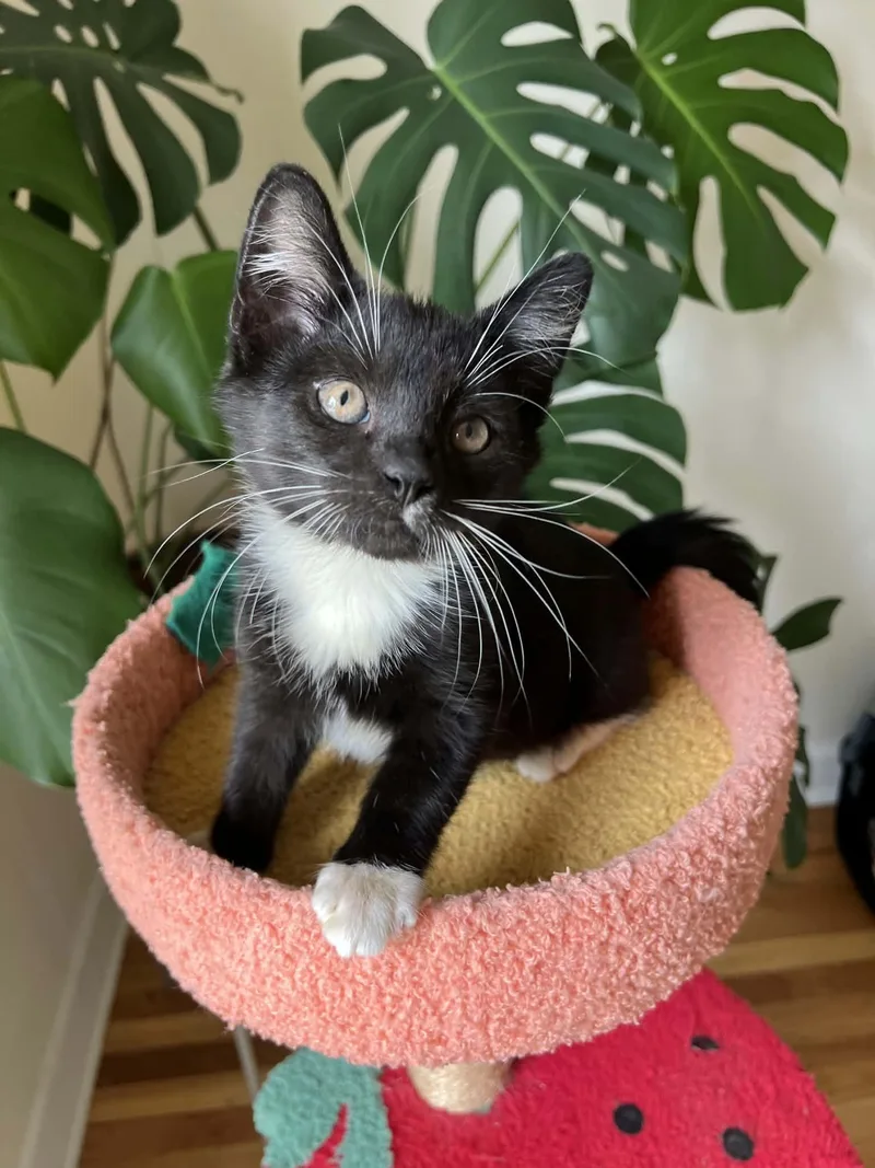 A baby medium-sized male Black & White / Tuxedo Domestic Short Hair cat named Curly for adoption in Mullica Hill, NJ