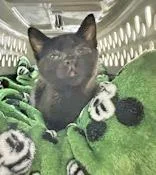 A baby medium-sized male Black Domestic Short Hair cat named Binx for adoption in Portsmouth, OH