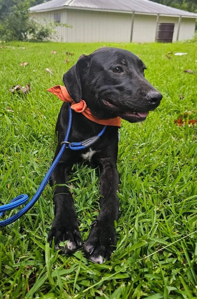 A baby medium-sized male Mixed Breed dog named Marty for adoption in Fond Du Lac, WI
