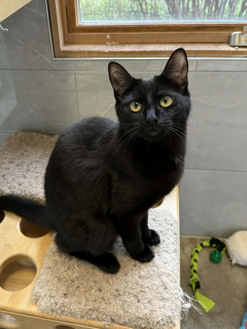 A baby medium-sized female Black Domestic Short Hair cat named Brooks for adoption in Elizabethtown, NY