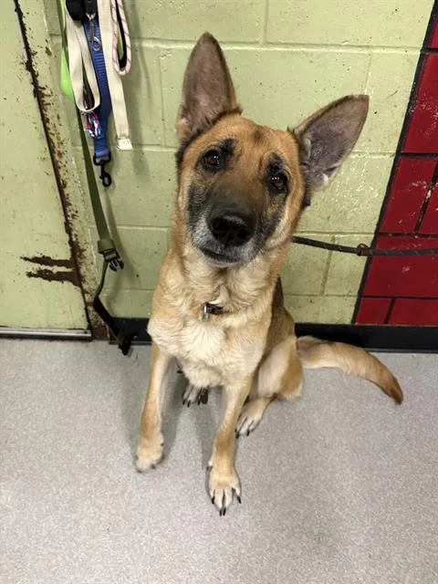 An adult large-sized female German Shepherd Dog dog named Kota for adoption in Indianapolis, IN