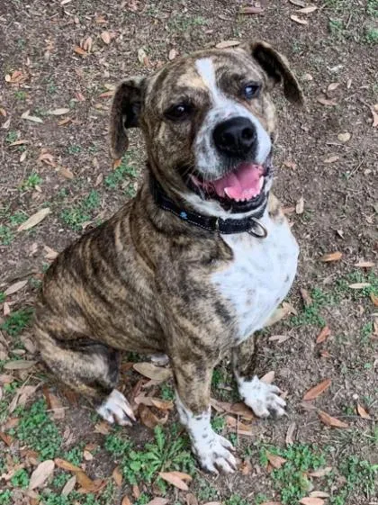 Valentino thumbnail 3