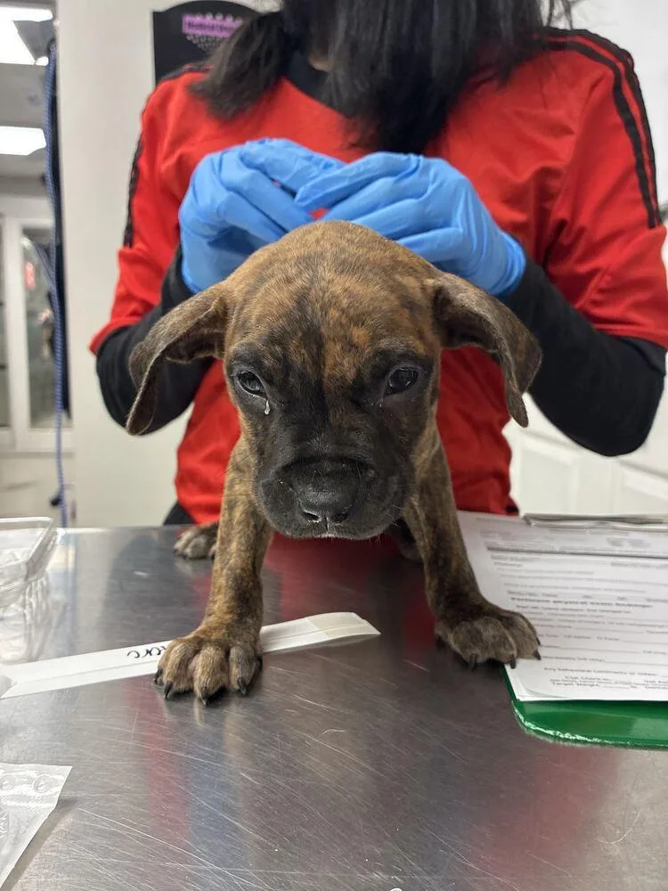 A baby small-sized female Boxer dog named Danica for adoption in Marietta, GA