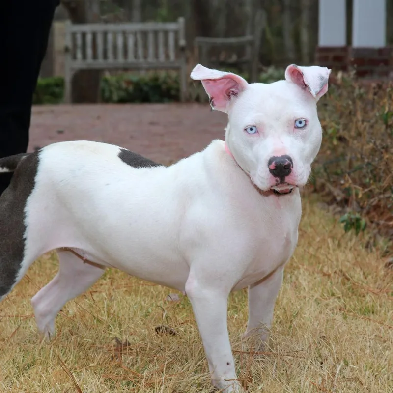 An adult small-sized female White / Cream Pit Bull Terrier dog named Heidi for adoption in Natchitoches, LA