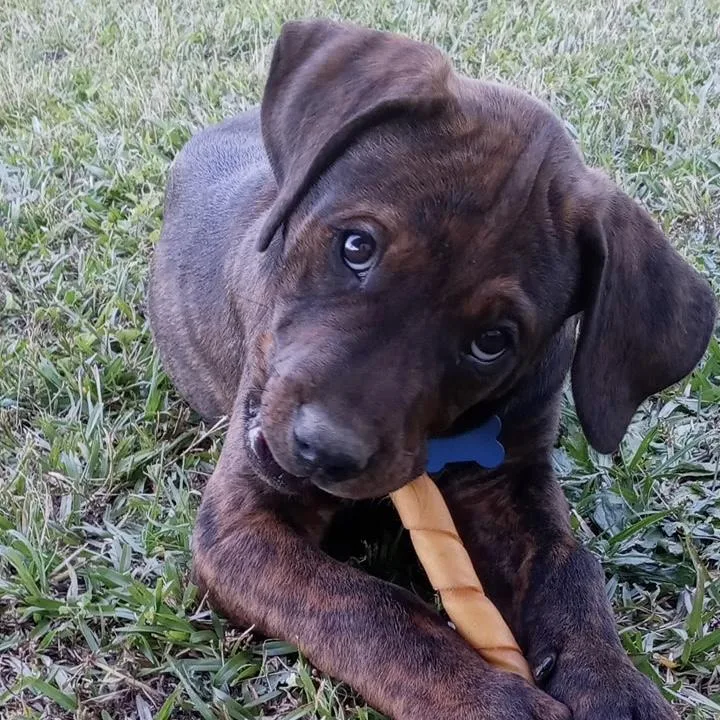 A baby medium-sized male Brindle Pit Bull Terrier dog named Teddy for adoption in Columbia, SC
