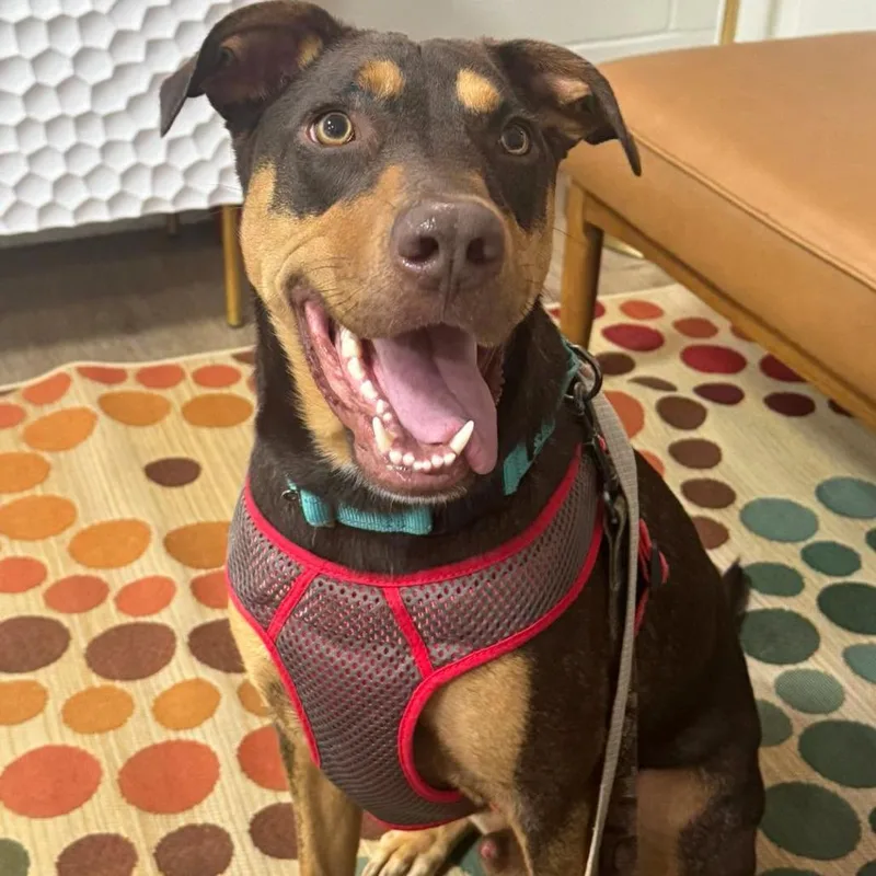 An adult medium-sized male Brown / Chocolate Doberman Pinscher dog named Reece for adoption in Pensacola, FL