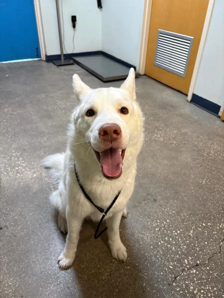 A young large-sized male Husky dog named Yeti for adoption in Ocala, FL