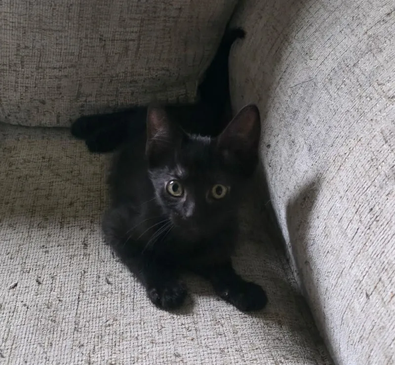 A young medium-sized male Black Domestic Short Hair cat named Binx for adoption in Chicago Ridge, IL