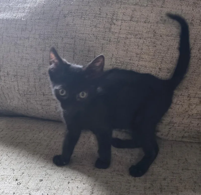 Binx thumbnail 2