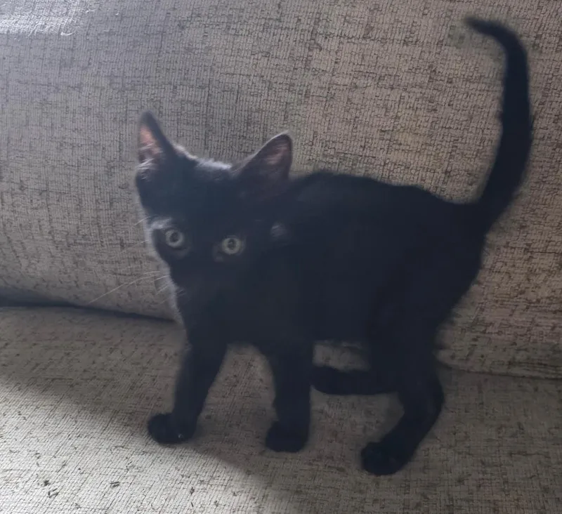 Binx thumbnail 3